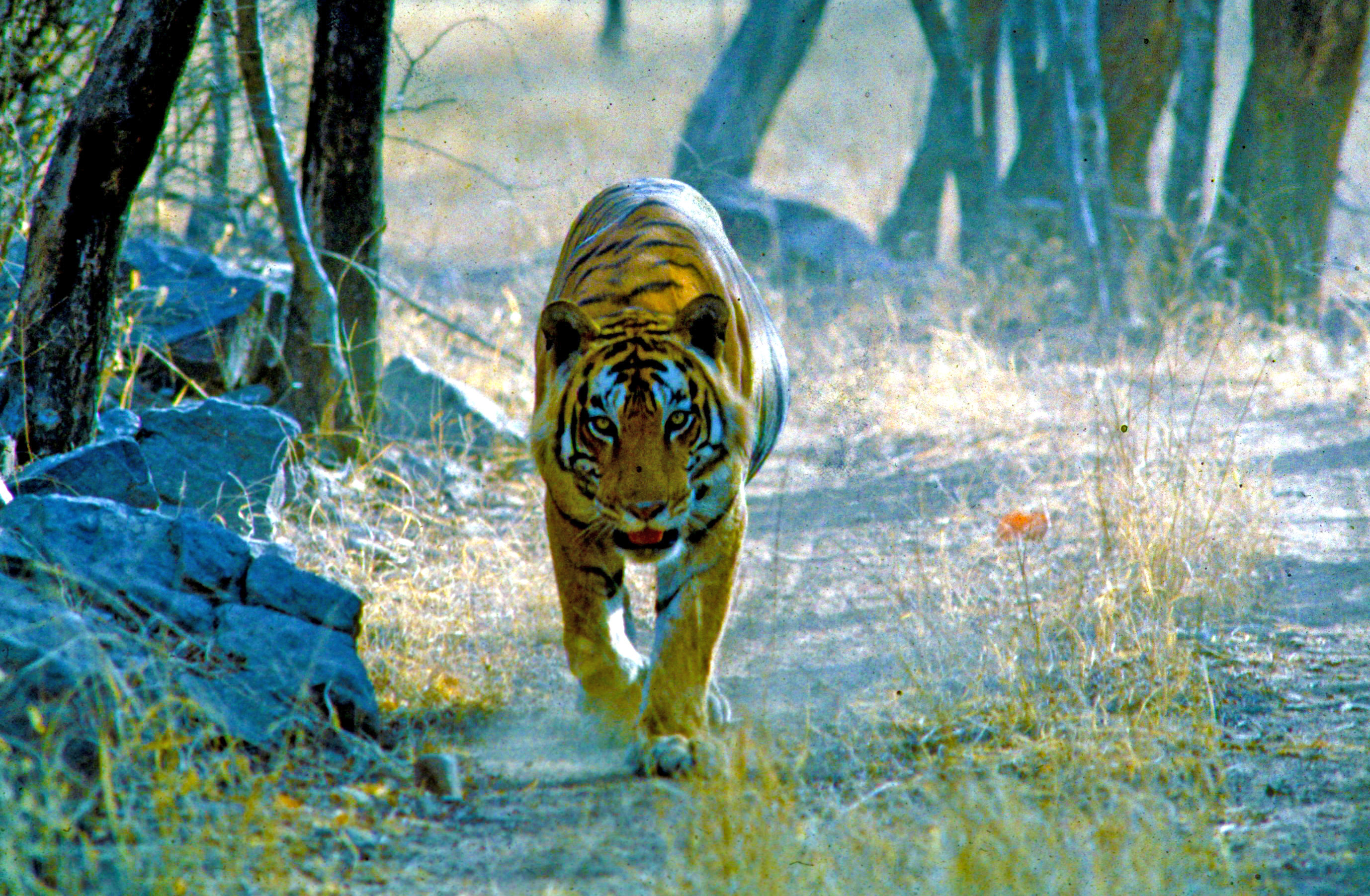 Ranthambore-1-tiger.jpg