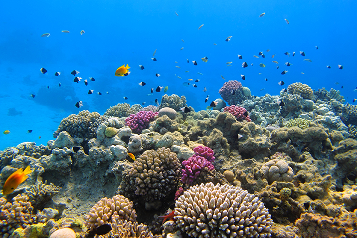 snorkeling alle seychelles