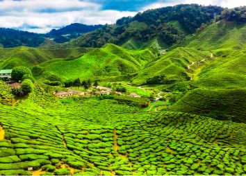 Cameron-Highlands-Malesia-.jpg