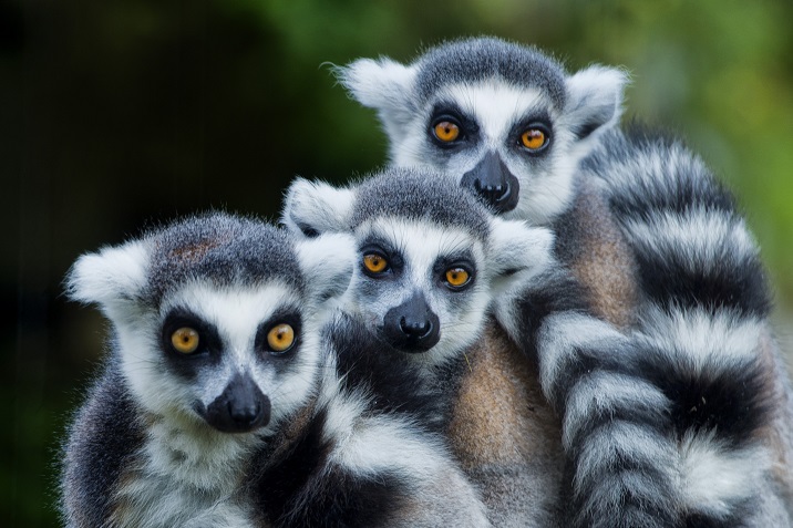 Madagascar curiosità