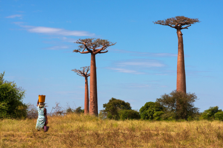 Madagascar curiosità