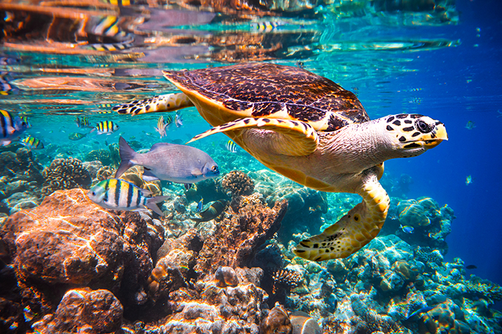 isole più belle delle Maldive