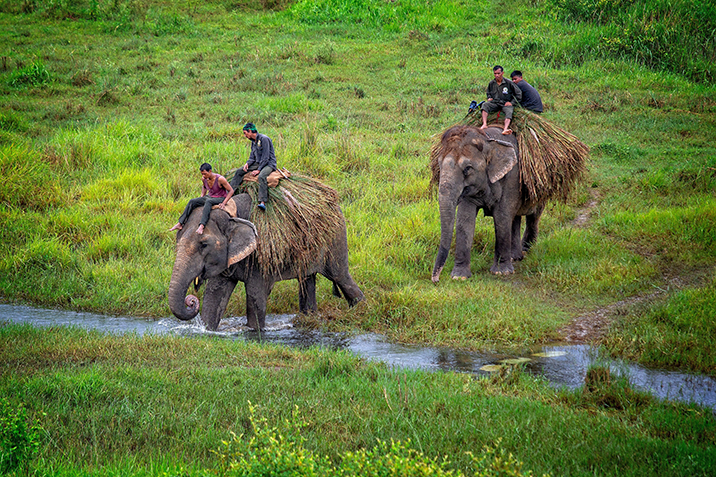Chitwan National Park in Nepal