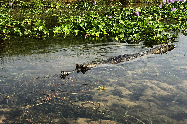 Chitwan National Park in Nepal