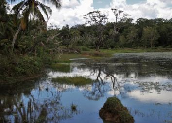 sri-lanka-jungla.jpg