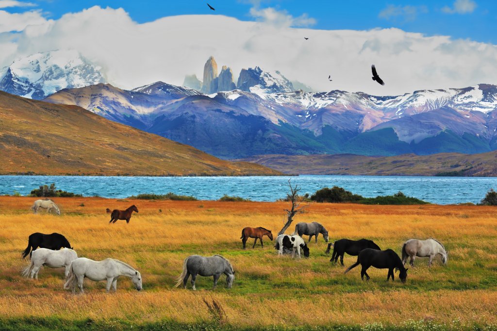 Tour Patagonia Express