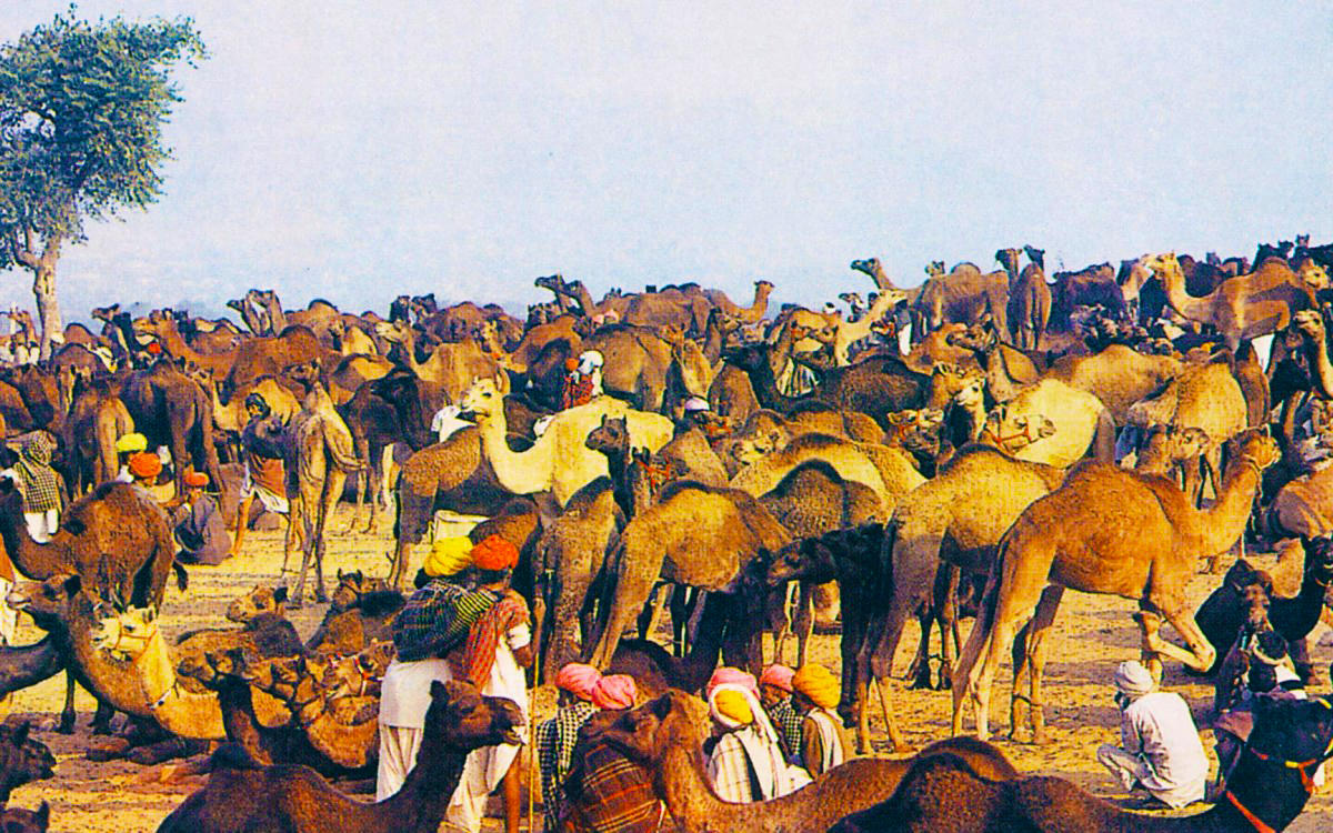 MANDAWA - BIKANER