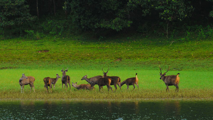 Munnar - Periyar