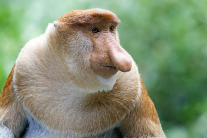 borneo malese quando andare borneo malese quando andare
