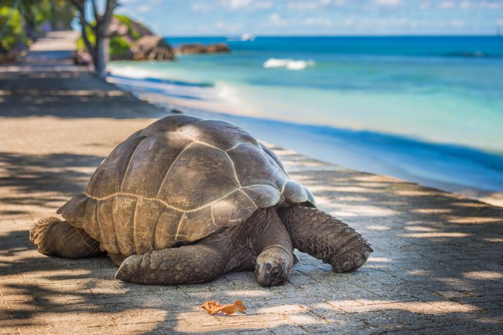 vacanza alle Seychelles vacanza alle Seychelles