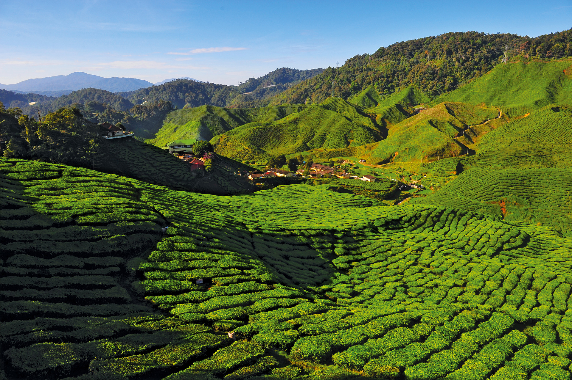 Taman Negara - Cameron Highlands