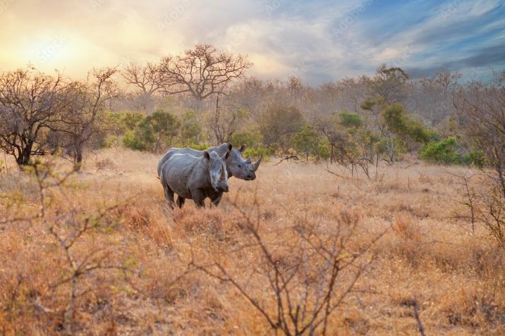 Parco nazionale kruger sudafrica